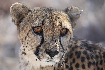 Gepard.