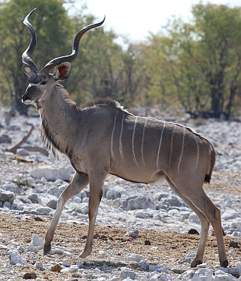 Kudu.