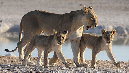 Löwin mit Jungen.