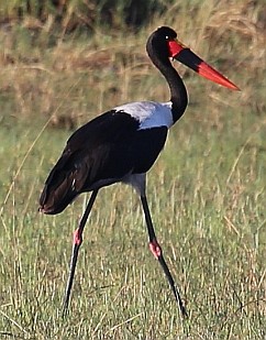 Sattelstorch.