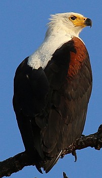 Schreiseeadler.