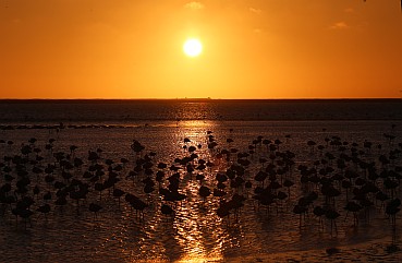 Sonnenuntergang mit Flamingos.