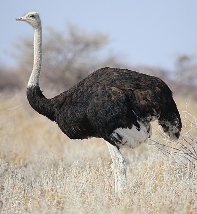 Vogel Strauß.