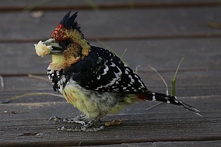 Vogel mit Kuchenkrümel.