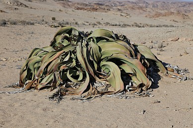 Große (und alte) Welwitschia.