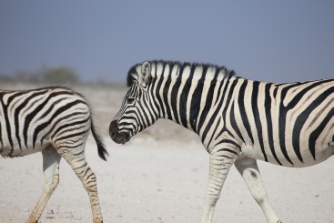 Zebras.