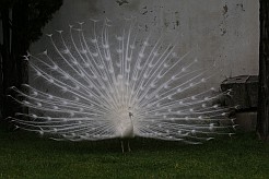 Weißer Pfau (Albino).