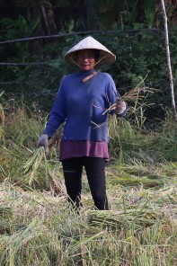 Reisbauer bzw. Reisbäuerin in Laos.