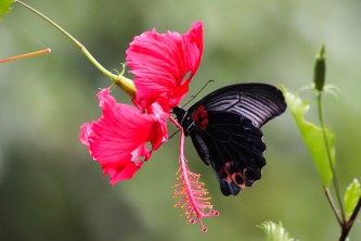 Schmetterling.