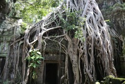 Bäume wuchern über die Ruinen von Ta Prohm.