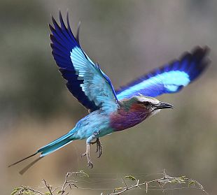 Gabelracke (Lilac-Breasted Roller) im Flug.