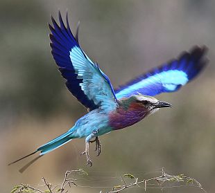 Gabelracke (Lilac-Breasted Roller) im Flug.