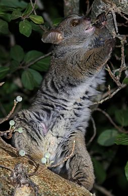 Galagos (Busbabys) bei Nacht.