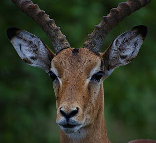 Porträt eines Impala. Porträt eines Impala.