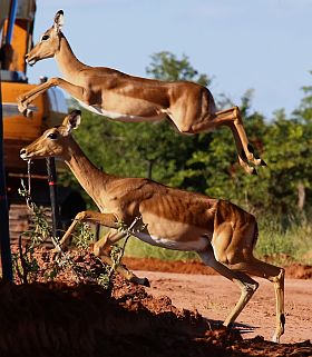 Impalas beim Springen.