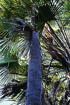 Junge Komodowarane flüchten sich zum Schutz vor ihren kannibalistisch veranlagten Verwandten auf Bäume.