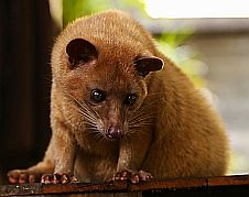 Der Katzenroller frisst Kaffeebohnen, die im Darm fermentieren und danach wieder ausgeschieden werden. So erzeugt er den Kopi Luwak, einen sehr teuren Kaffee.