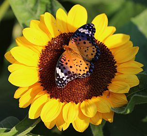 Der Botanische Garten erfreute uns mit seiner Farbenpracht.