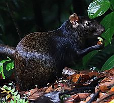 Agutis sollen sehr wohlschmeckendes Fleisch haben und wurden deswegen von den indianischen Völkern gejagt.