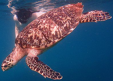 Die Schildkröten waren sehr entgegenkommend und schienen sich über unsere Gesellschaft zu freuen.