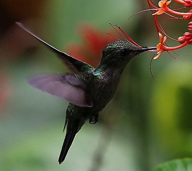 Kolibris schlagen so schnell mit den Flügeln, dass man eine sehr kurze Belichtungszeit (hier eine 1500-stel Sekunde) verwenden muss, um sie scharf zu erwischen.