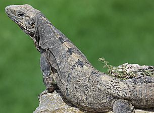 Mal wieder liefen uns eine Menge netter Tiere vor die Linse – so wie dieser Schwarzleguan, der sich in Uxmal für uns in Pose setzte.