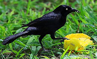 Der Trauergrackel bekam etwas zu Essen, Dirk meistens auch.