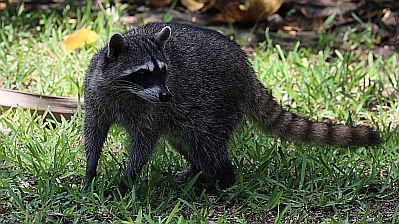 Auch Waschbären (siehe Bild) und Nasenbären tummelten sich auf dem Gelände.