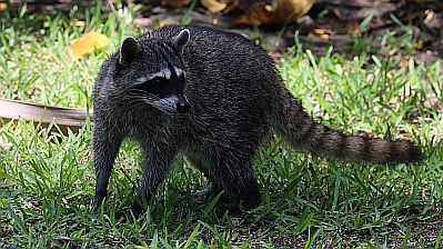 Auch Waschbären (siehe Bild) und Nasenbären tummelten sich auf dem Gelände.