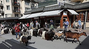 Nicht nur Touristen bummeln durch die Gassen von Zermatt.