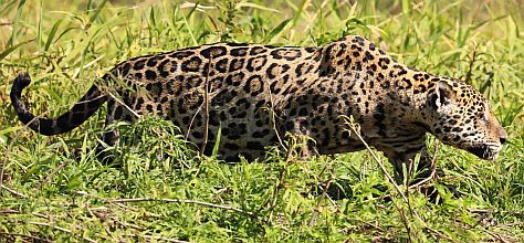 Der Jaguar ist nach dem Tiger und dem Löwen die drittgrößte Katze der Welt.