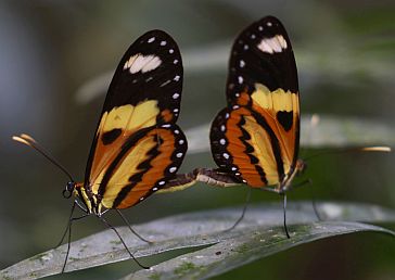 Auch diese beiden Schmetterlinge hatten Freude an ihrem Leben.