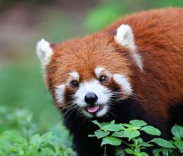 Auch den Roten Panda, der nicht mit dem bekannteren Großen Panda verwandt, ist konnte man in Chengdu bestaunen.