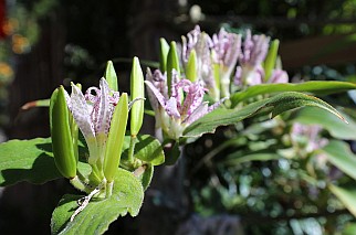 Mein Problem bei Blumenfotos ist, dass ich meist nicht weiß, was ich da eigentlich abgelichtet habe.