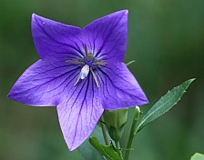 Immer wieder luden die schönen Blumen in den öffentlichen Parks zum fotografieren ein.