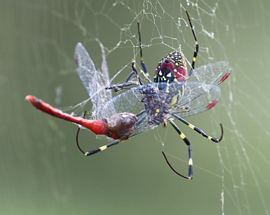 Diese Spinne hat eine Libelle zum Essen eingeladen.