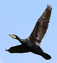 Obwohl Kormorane fast ausschließlich Seegetier verzehren, ist der Fischbestand im Kurischen Haff nicht durch sie gefährdet.