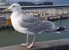 Diese Möwe hätte gerne etwas vom Buffet abbekommen.