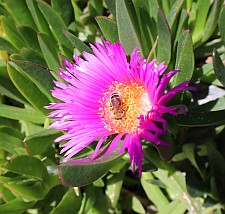 Die „Essbare Mittagsblume“ wird hier gerade nicht verspeist, sondern befruchtet.
